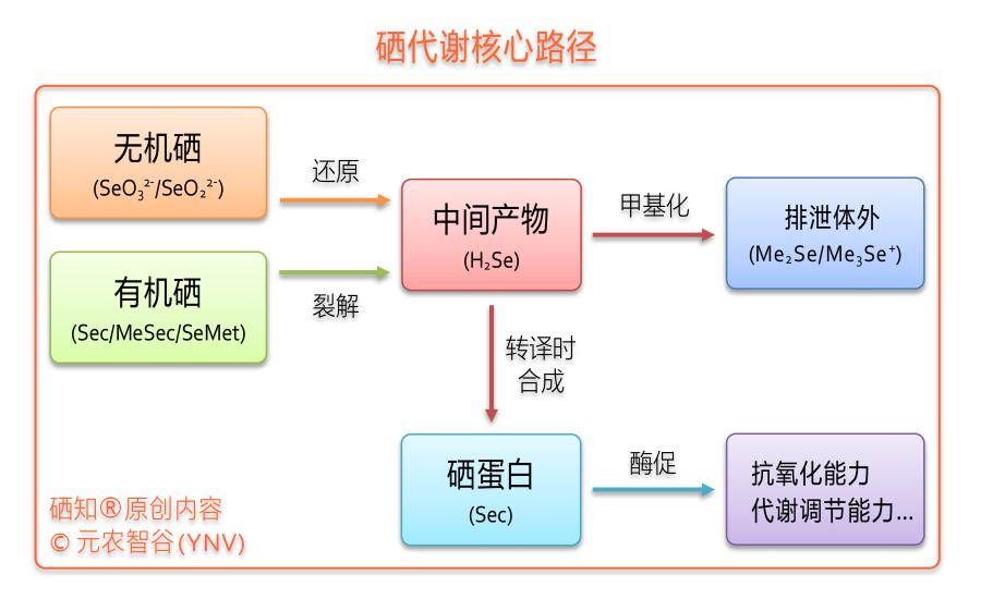 初识硒的世界 - 知乎
