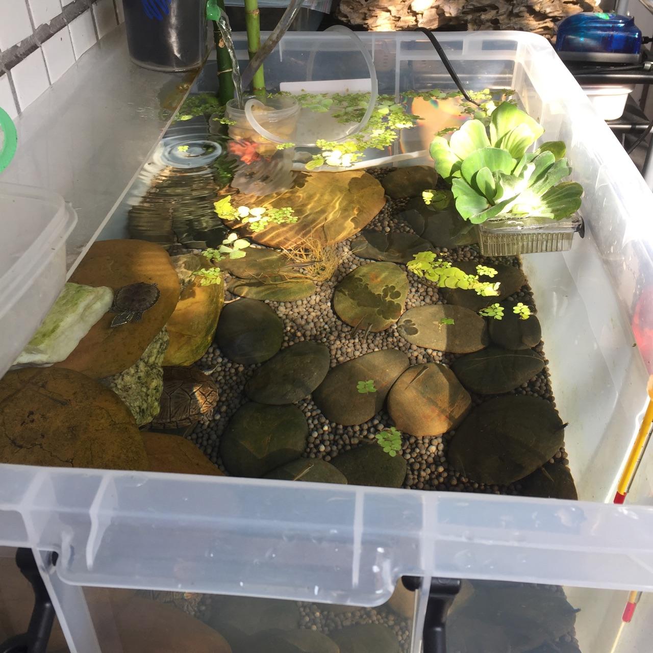 龟池建造术：家庭式小型阳台龟池建造详解