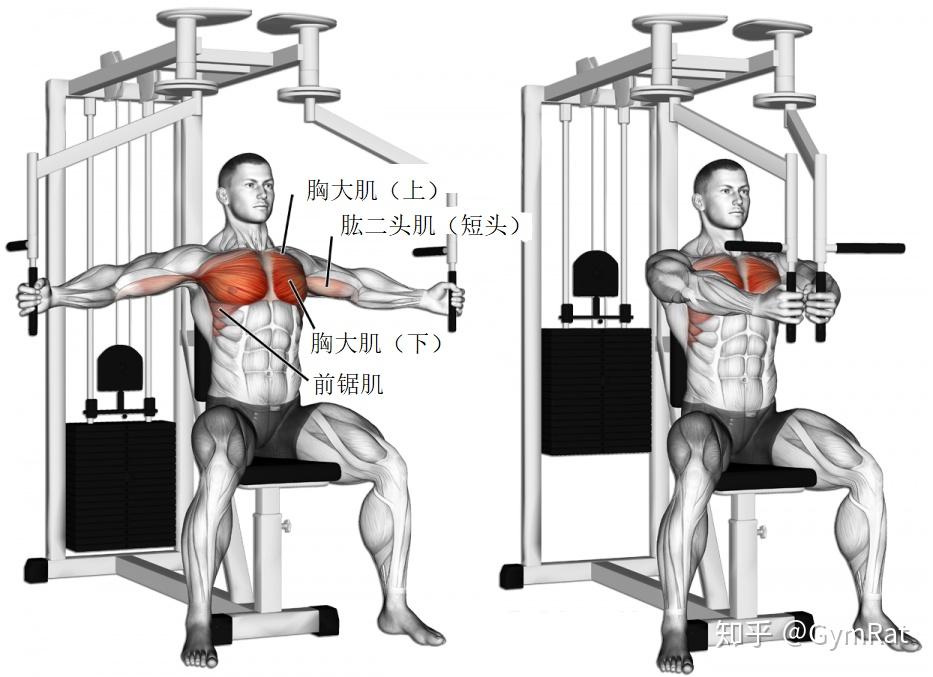 练胸50个动作图片