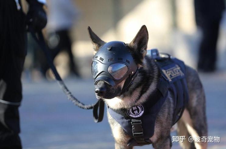 笑死狗啦！表面上看是威风凛凛的大警犬，背地里却怕打针！ - 知乎