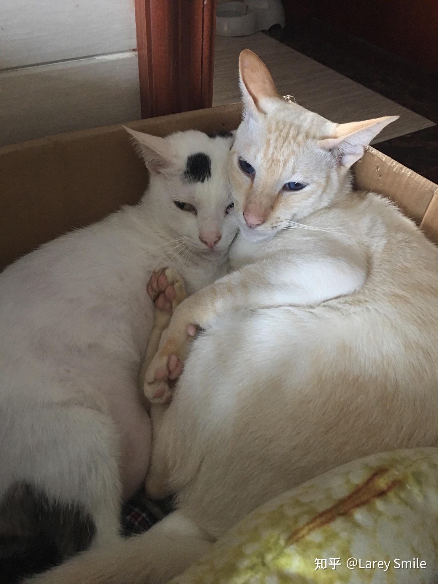 一只猫大概一个月吃多少猫粮 v2-25b55c0341983ba89af8a44d2d0aa799_r.jpg