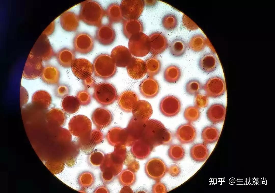 微藻应用潜力有多大揭秘微藻界的最强王者67雨生红球藻