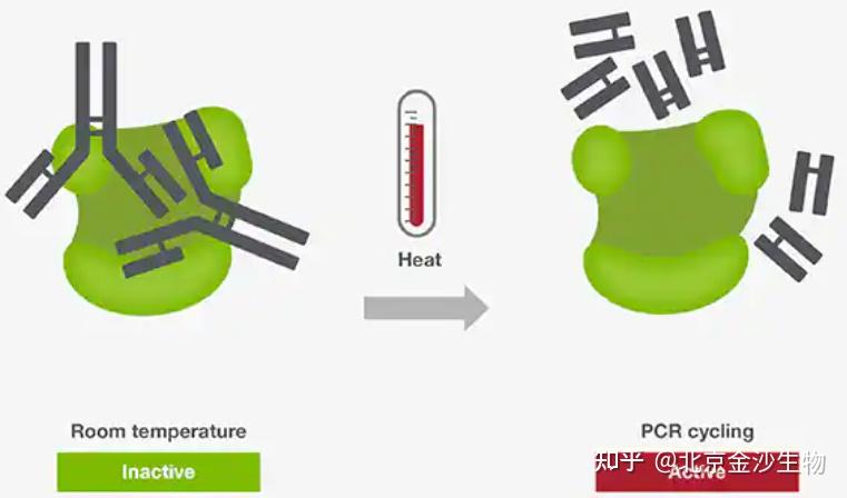 小知识 | PCR扩增那些事(三) - 知乎