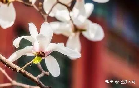 春季北京到哪儿可以观赏玉兰花?您就去这几个地方 - 知乎
