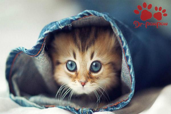 爪爪博士 小奶猫感冒发烧怎么降温 知乎