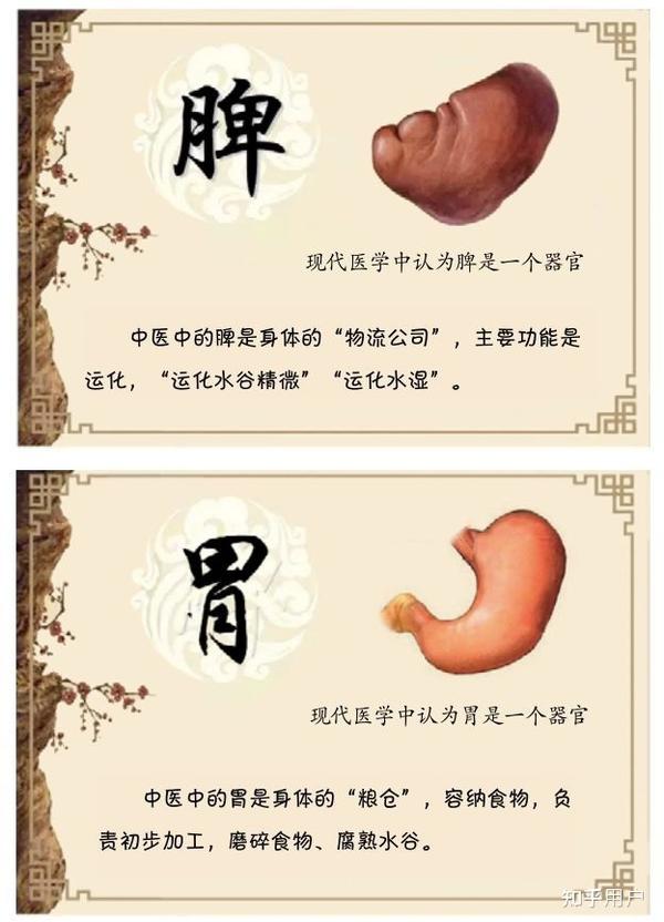 中医养生入门:五脏六腑具体是哪五脏?哪六腑? - 知乎