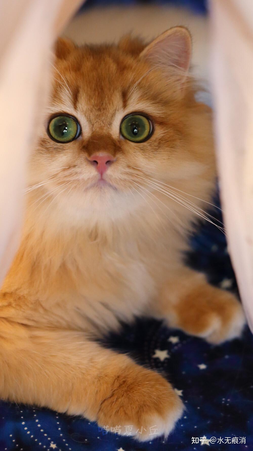 可以给我看看你们的猫咪壁纸/屏保/桌面吗? - 知乎