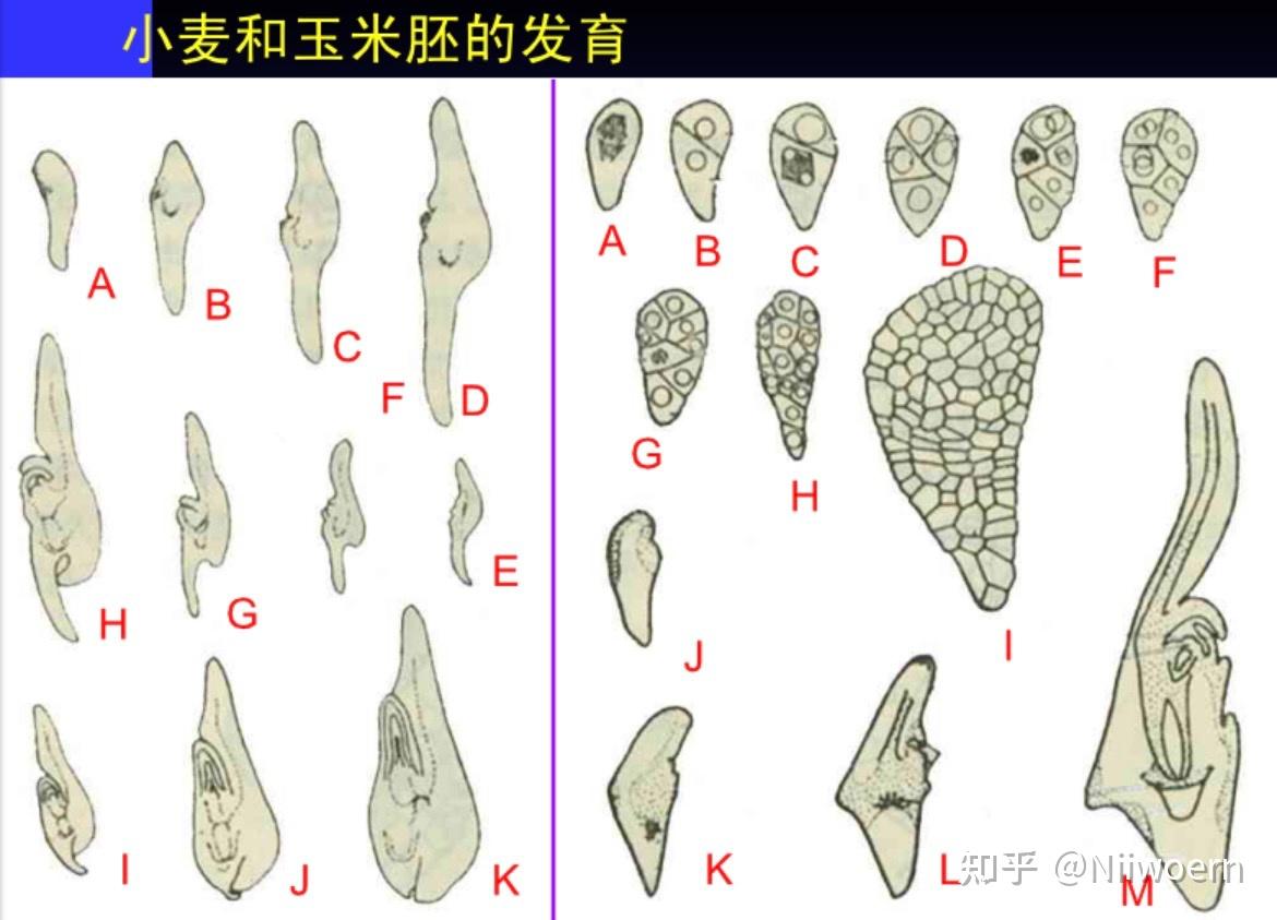 学会植物生理学“种子”,看这一篇就够了! - 知乎