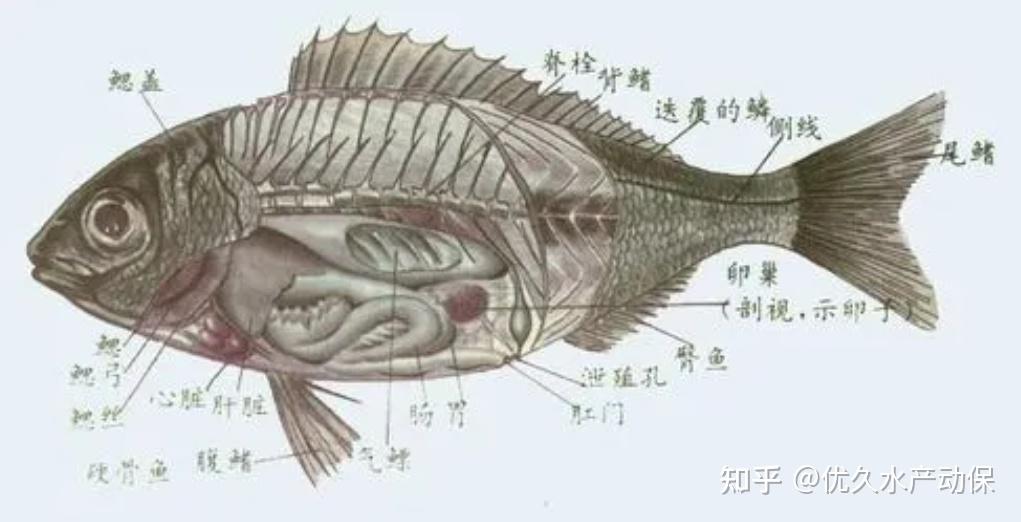 可以发现鱼体体表上的一些大型病原体如线虫,鲺,钩介幼虫,水霉等,细菌