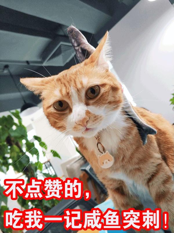 我妈 微信头像不能用猫 马上换掉 知乎