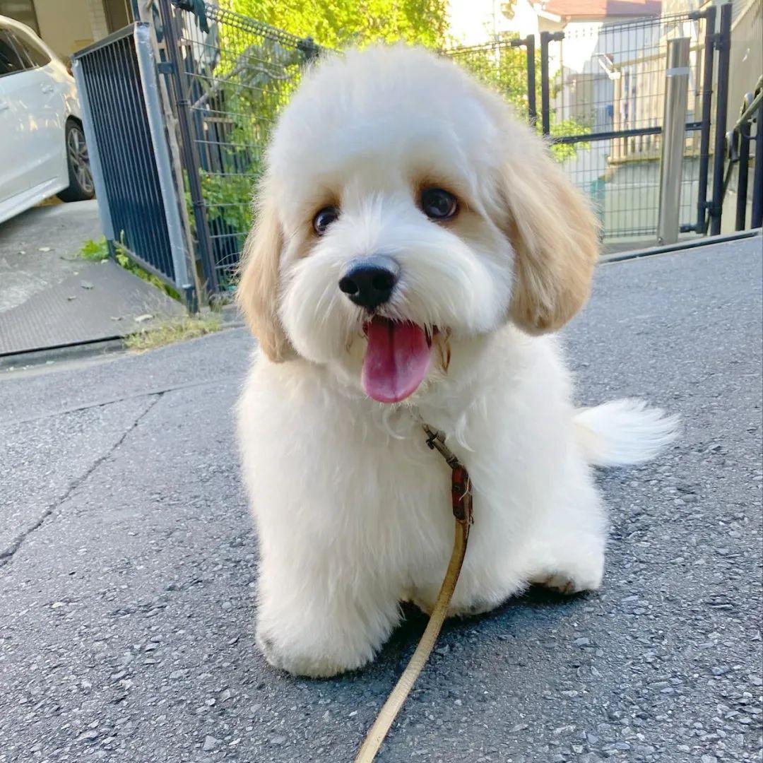 這是騎士比熊犬這顏值也太太太好看了吧