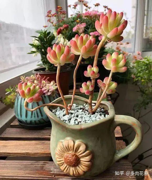 养多肉10多年，总结出9个易出“高价老桩”的品种，适合新手！ - 知乎