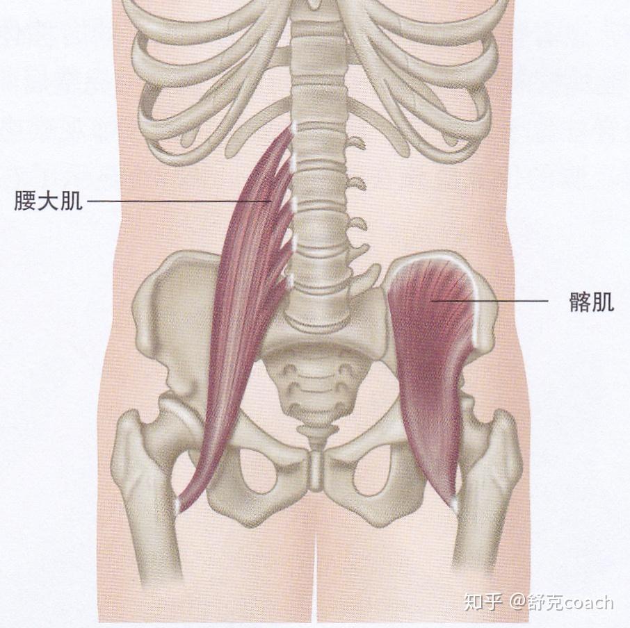臀大肌的拮抗肌臀大肌的主要作用是伸展髋关节,拮抗肌是负责屈曲髋