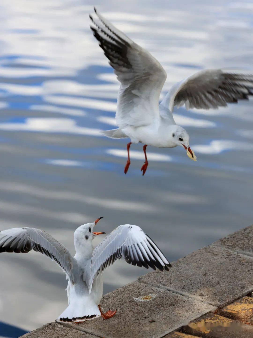 昆明翠湖公园赏银杏观海鸥冬日好去处
