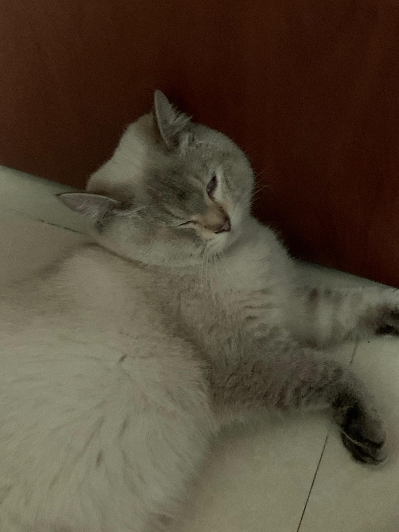 猫咪怎么样会蹭脸 v2-2600f8362d995f131a3a53d58a0c3b7d_r.jpg