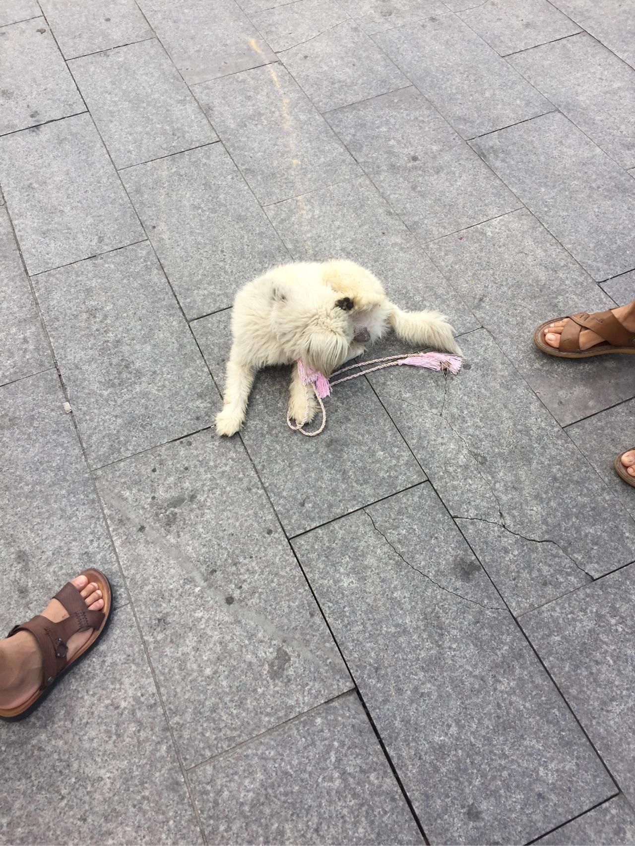 收养三个月的流浪狗开始很温顺现在很凶很防备