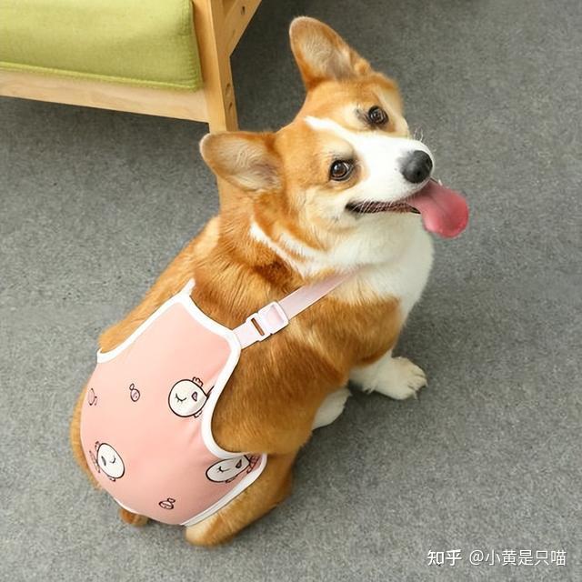 母狗生理期：别让你的无知，害了它 - 知乎