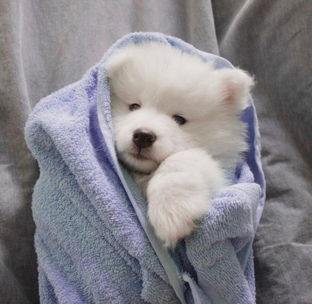 有什么可爱的小动物头像