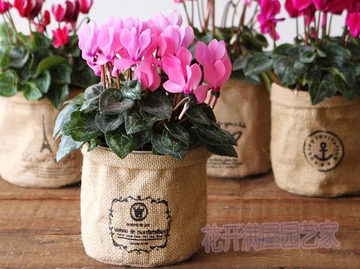 养什么植物最旺财运,你家里养了以下几种?