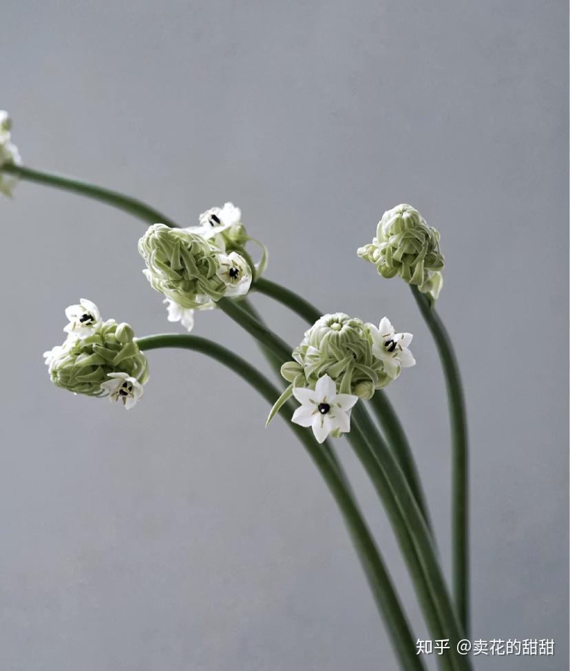 没有叶子的伯利恒之星