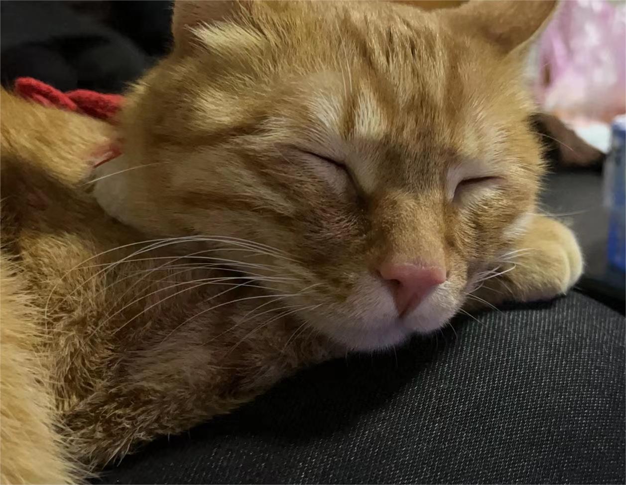 家有小猫 - 知乎