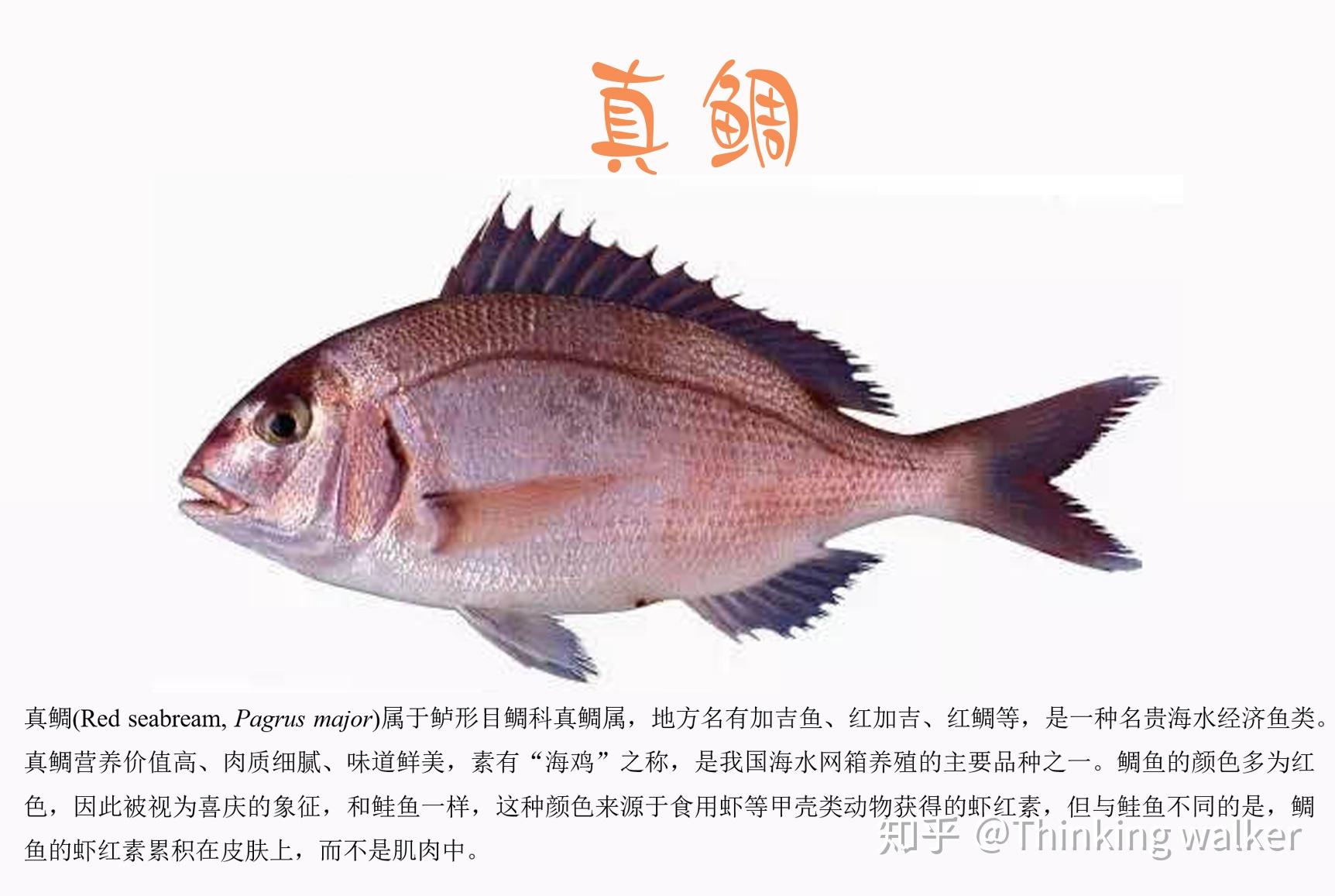 【金鲷鱼】 深海品种，剌少肉多，肉质鲜美， 剌身品质，新鲜捕捞，杀好急冻 - 妈鲜乐