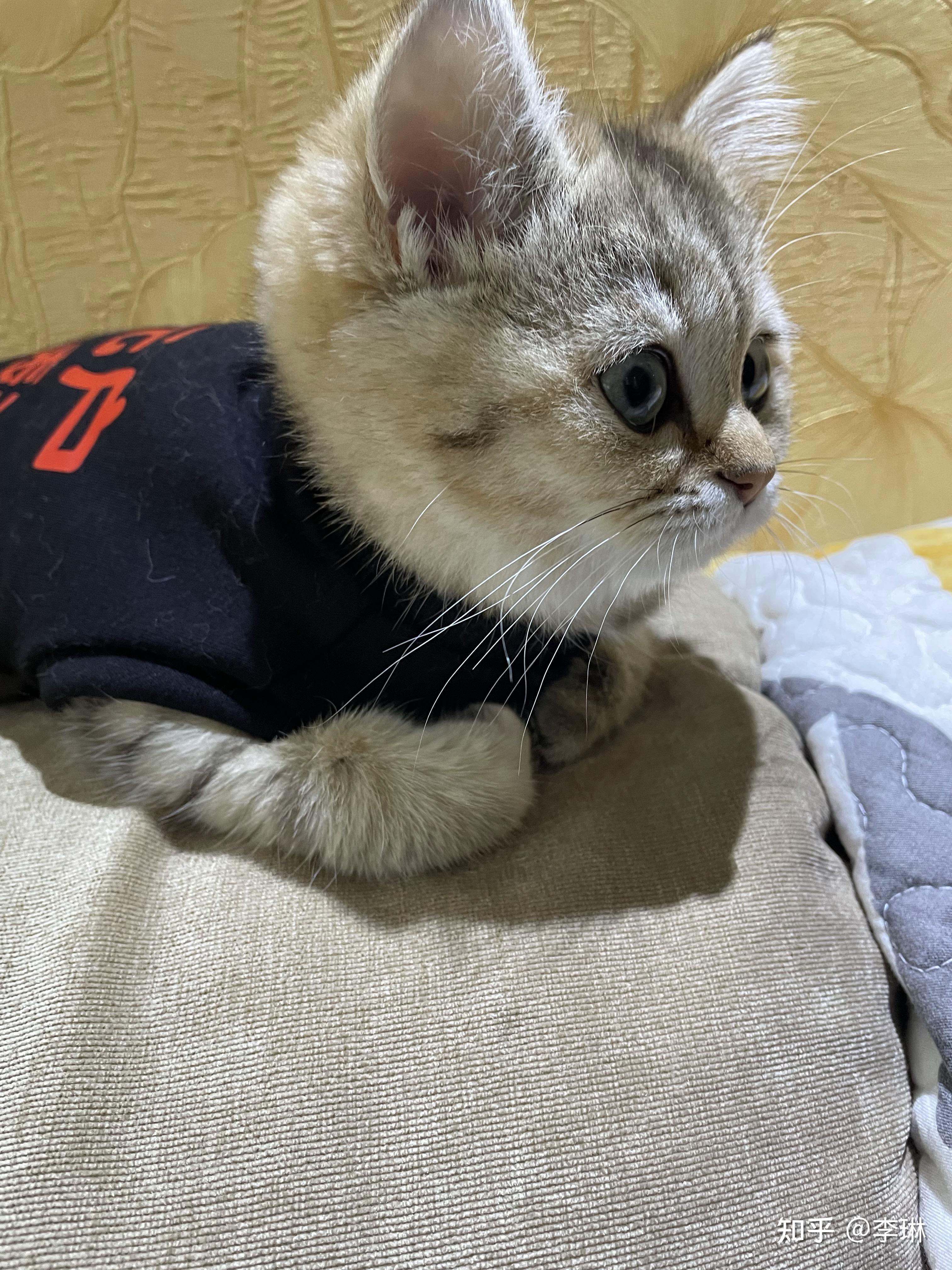 网上买了一只英短金虎斑猫,大家帮我看看是不是狸花猫? - 知乎