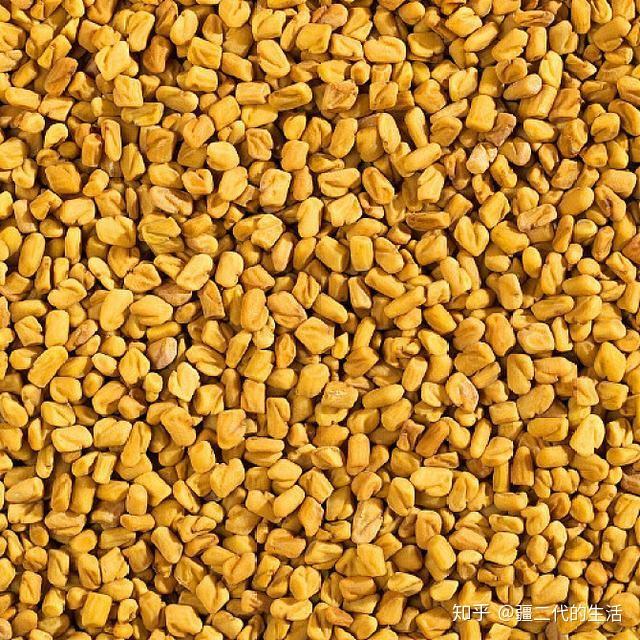 新疆中药材香豆籽(胡芦巴)易种易管,应用广泛,可在盐碱地规模化发展