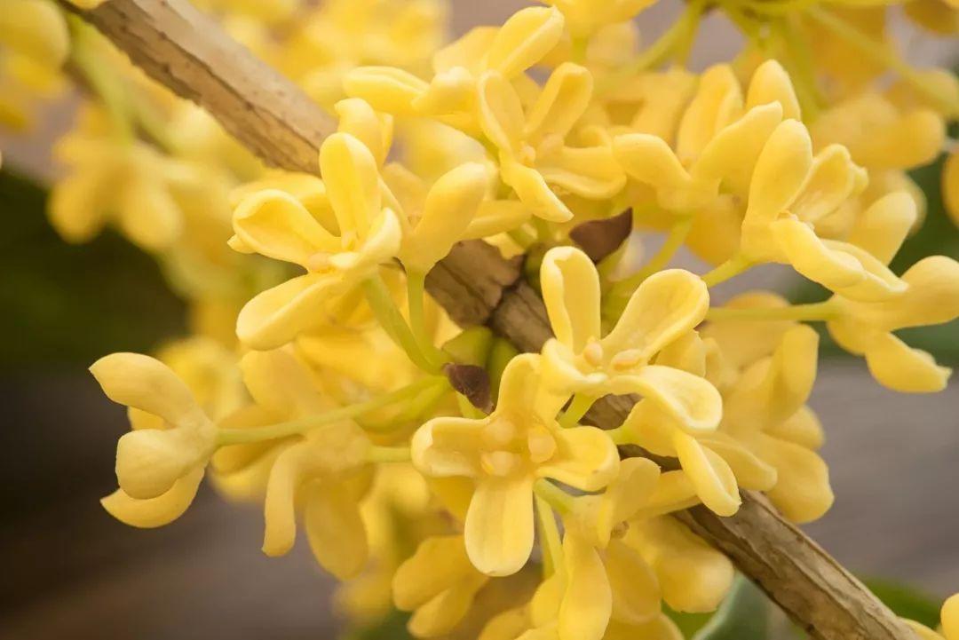 那些美得惊艳时光的古代花名一