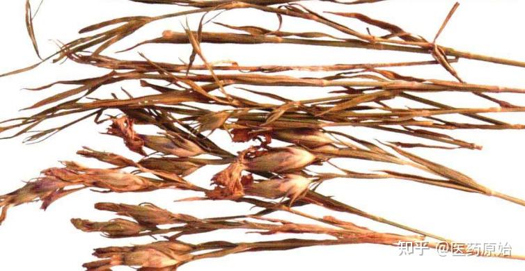 带你识别瞿麦 - 知乎