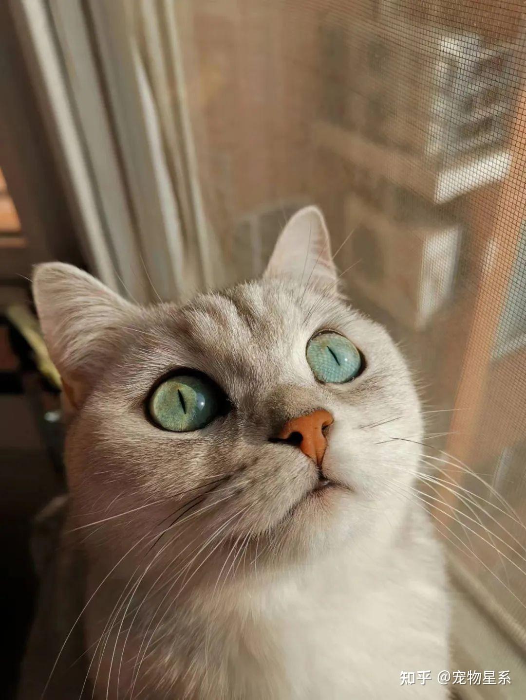 宠星纪念馆纪念喵星人nico