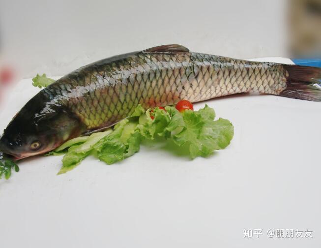 草魚,又叫做鯇魚,草鯇,厚子魚,混子,黑青魚,主要棲息在平原地區的江河