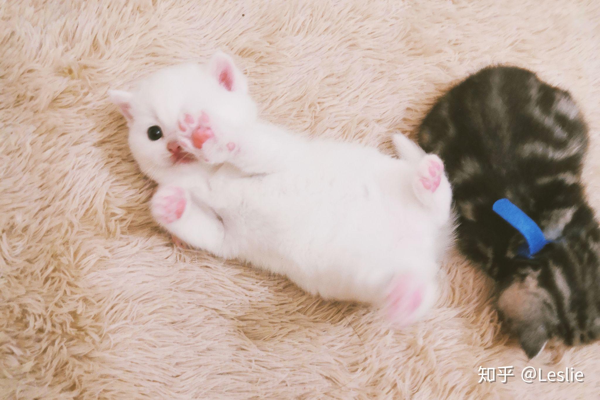 成都美短标斑弟弟妹妹纯白英短妹妹找新家