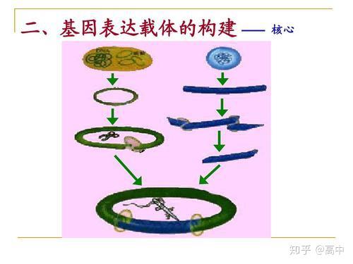 考前必备 高中生物教材 黑体字 超全整理 逢考必看 三年一份资料就够了 知乎