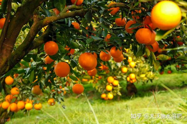 柑橘树什么时候施肥好? - 知乎