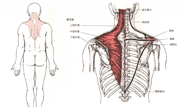 健身常识 肌肉之斜方肌的位置与功能 斜方肌位置图 精作网