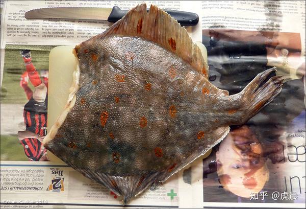 碟中鲽 主流鲽鱼大观 知乎