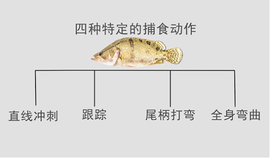 鳜鱼内脏结构图图片