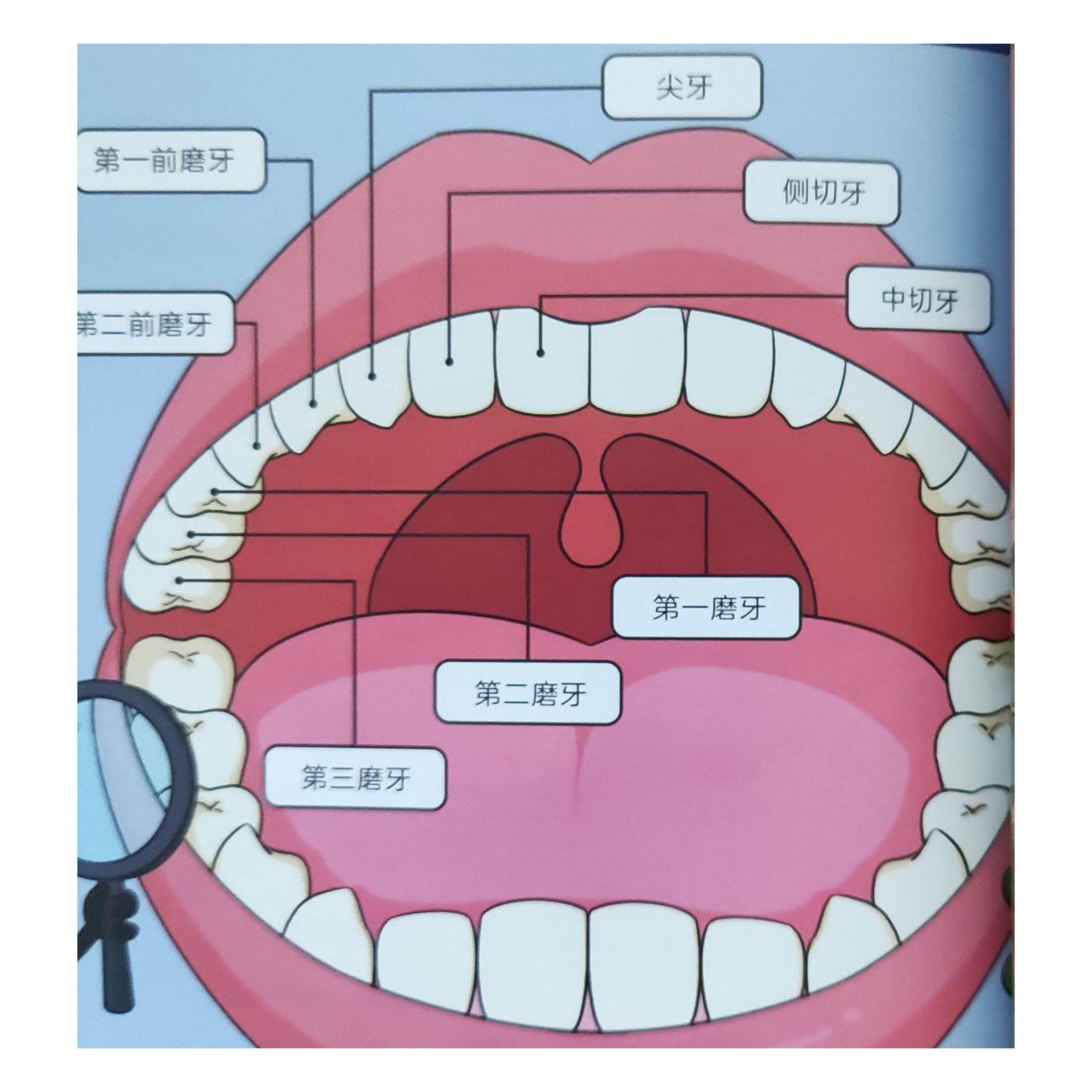 儿童牙齿发育过程