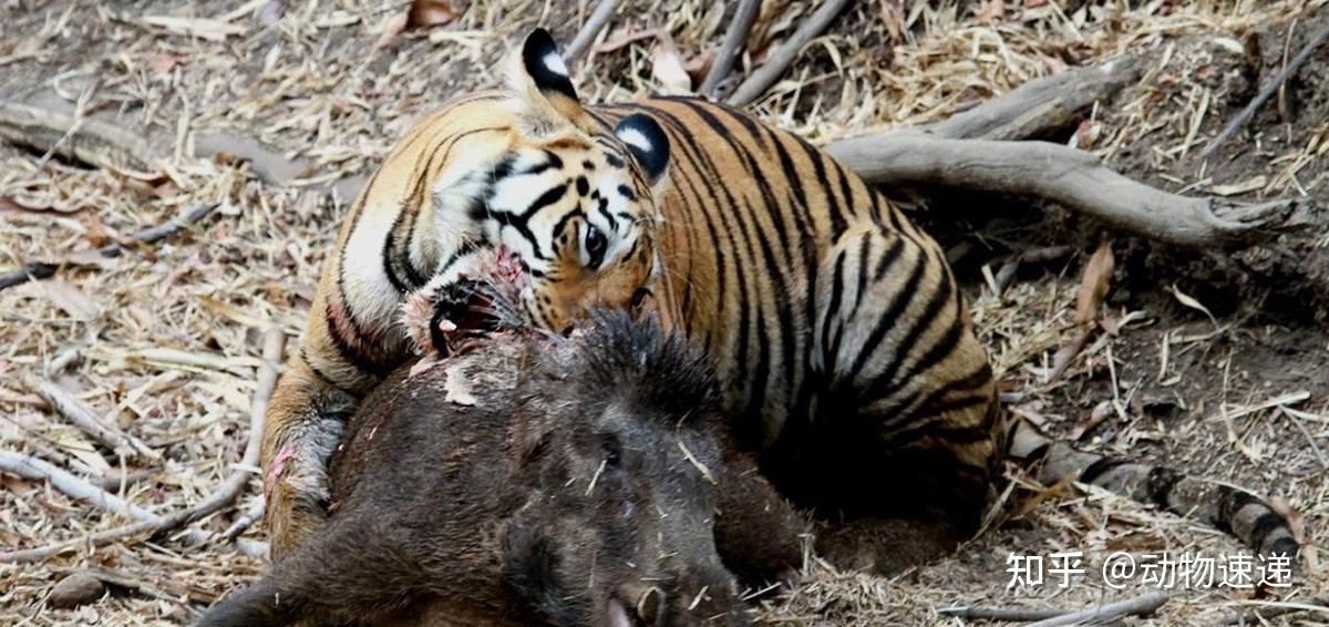 多地野豬遭通緝昔日的稀有野生動物咋成了人人喊打的對象