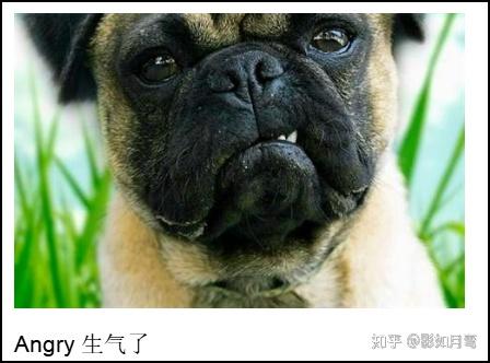狗的常见表情开心打盹后伸懒腰,或者想要你陪他玩,或者让其他人或狗