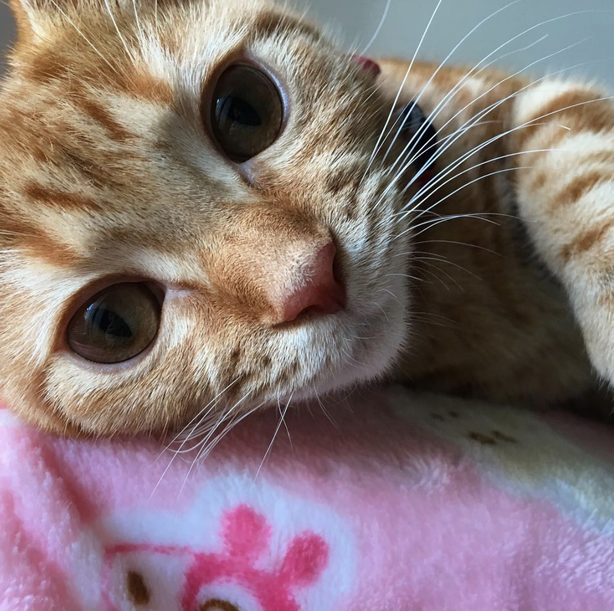 吸猫大会:美国短毛橘猫chico