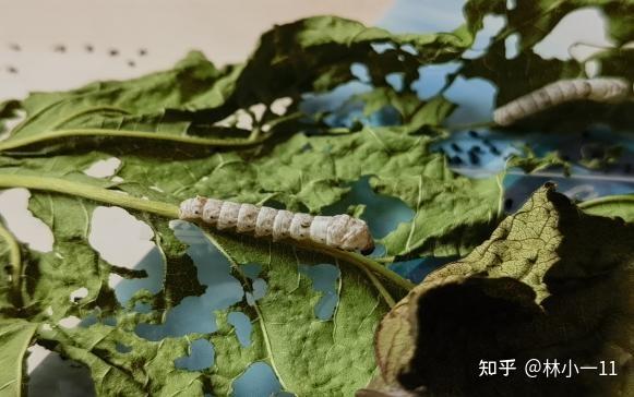 小小蚕农来养蚕——蚕的一生 - 知乎