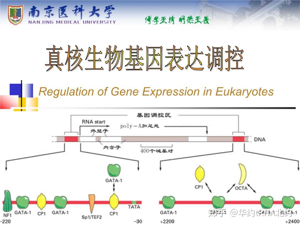 全基因组、基因组、基因，它们之间有什么关系？什么叫全基因组？什么叫全基因组学？ 知乎