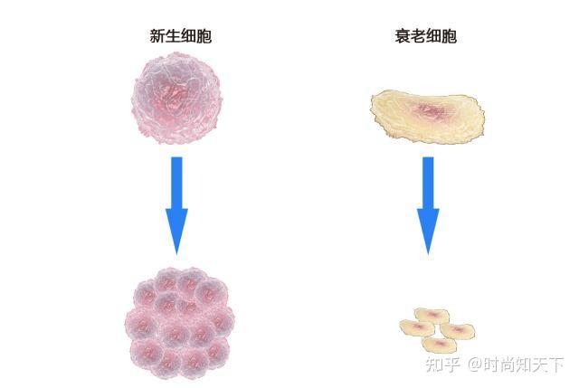 外泌體是什麼有什麼副作用