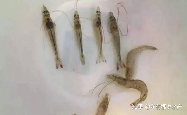 针对南美白对虾肌肉白浊,怎么能早期应对? - 知乎