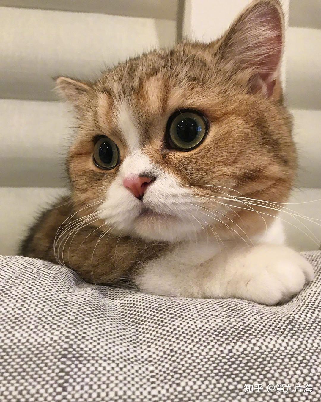 可以分享一下你手机里最可爱的猫咪照片吗?