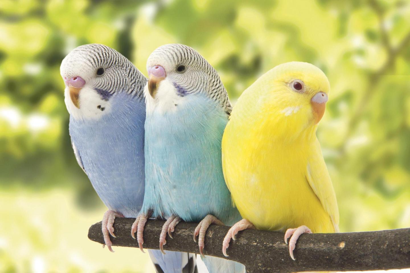 虎皮鹦鹉-家养鸟1 - 知乎