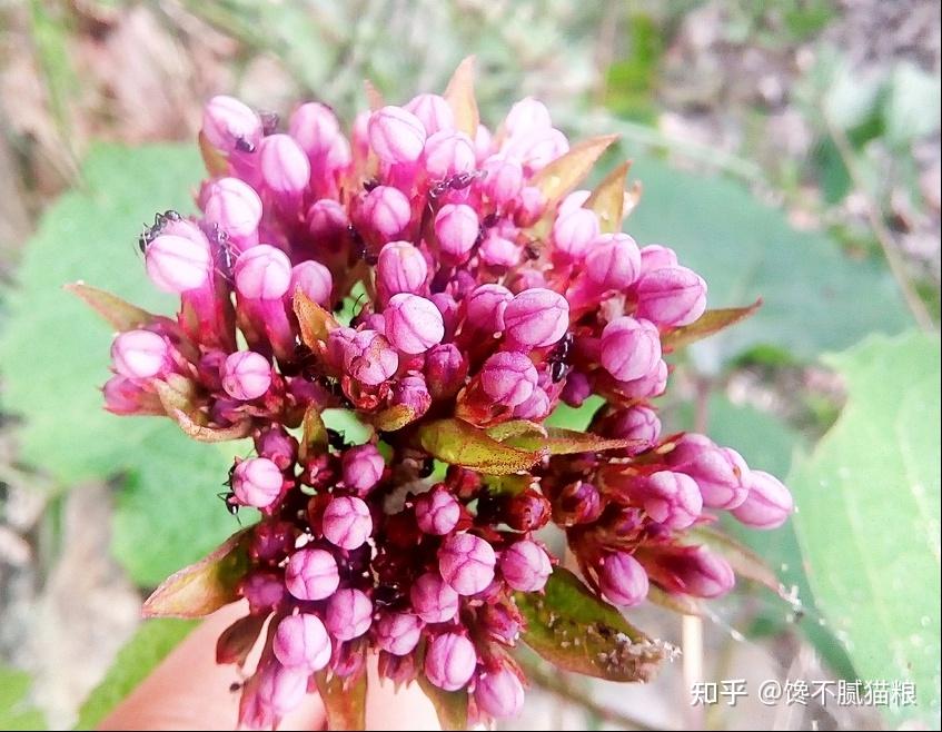 缬草堪称"睡神草",它的花朵和根部的传统药方,有舒缓和促进睡眠的效果