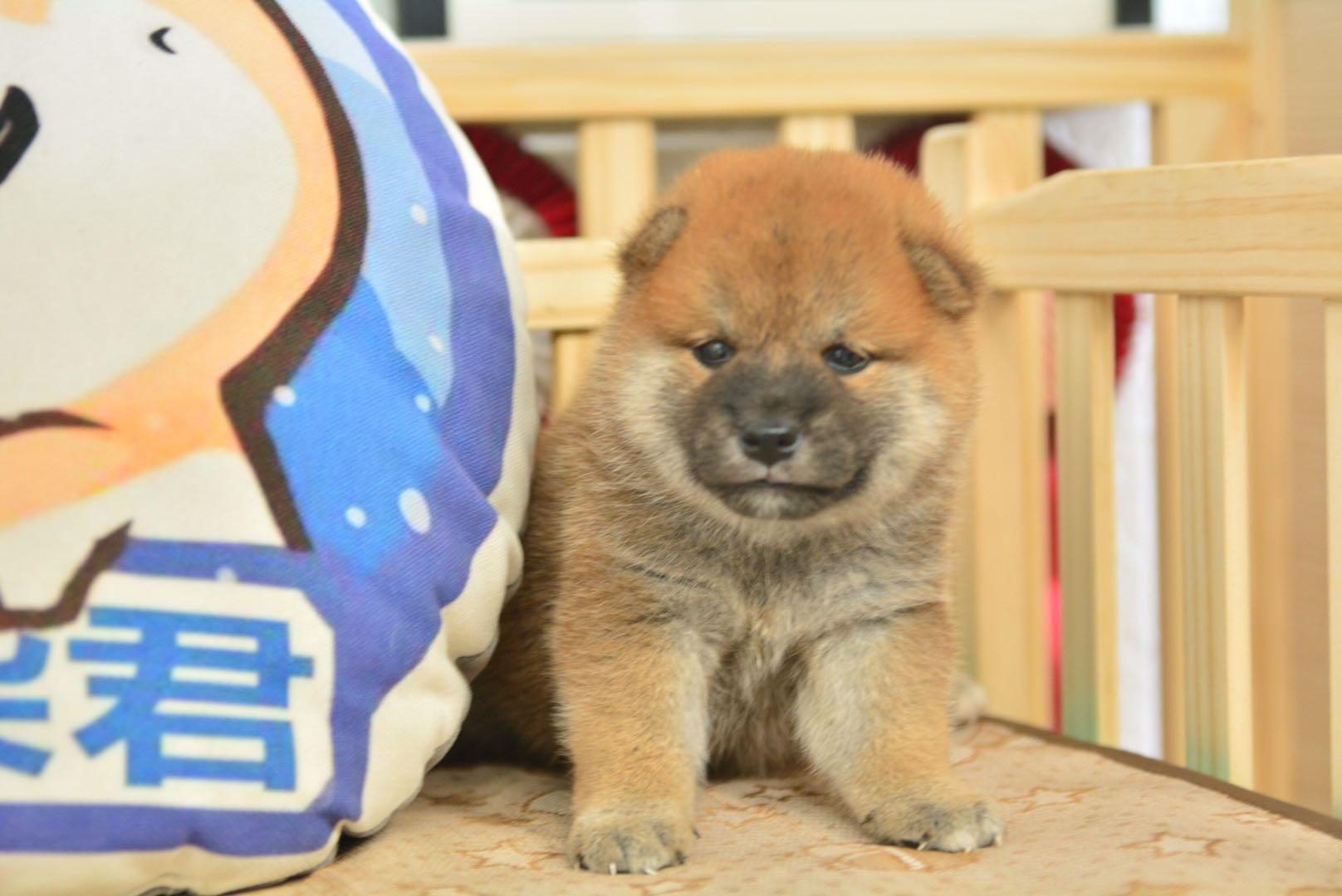 小柴杏仁眼圆脑袋毛量厚实谁见谁爱